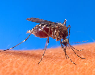 320px-aedes_aegypti_biting_human.jpg