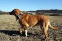 tara-img_1975.jpg